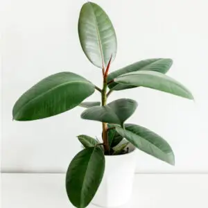product 02